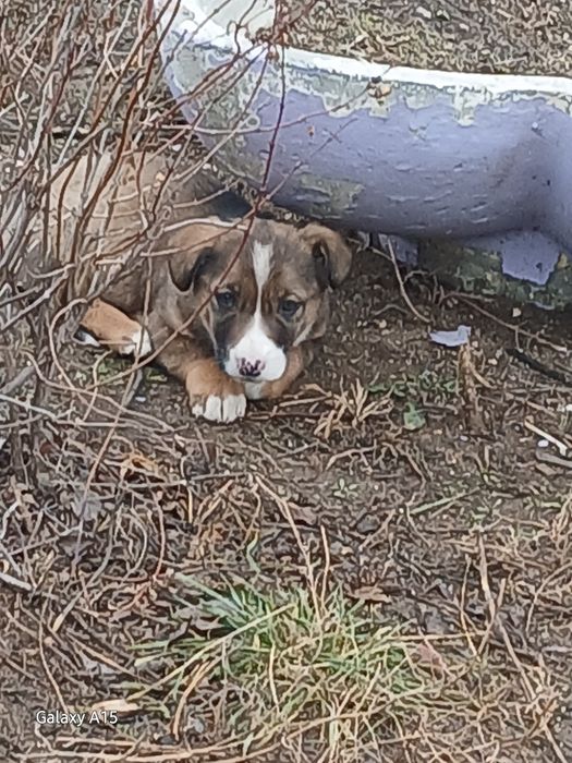 Щеночки ищут себе дом