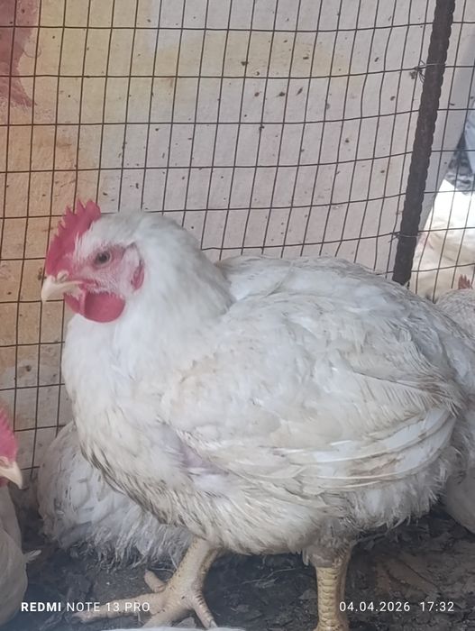 Продаю Бролер домашние