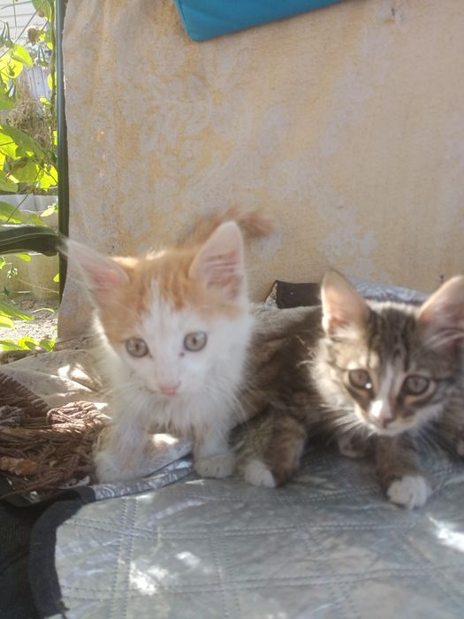 Отдам котят бесплатно
