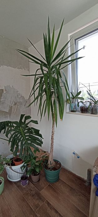 Цветя в саксия - юкa