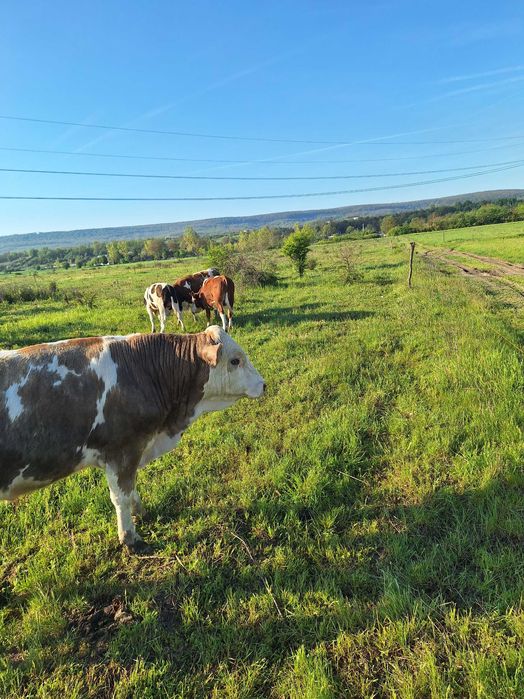 Vand taurasi din rasa BR