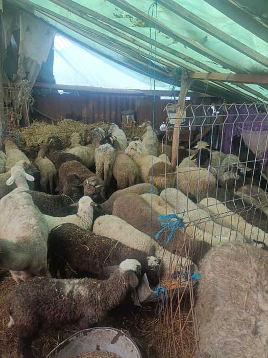 Miei de vanzare pentru Paște