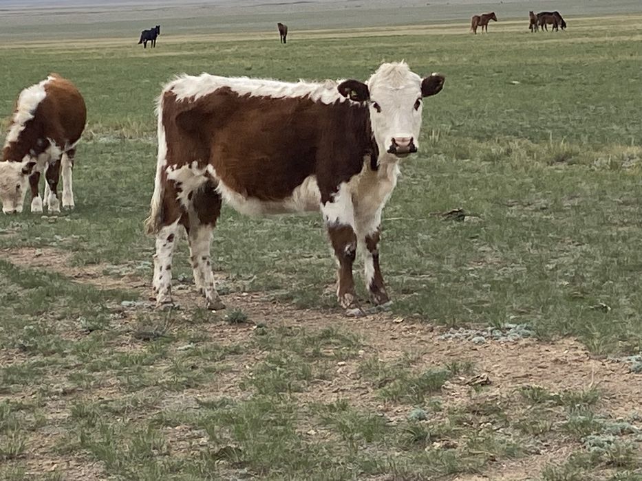 Согымга тайыншалар