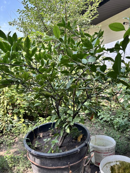 Лимонное дерево плодоностное