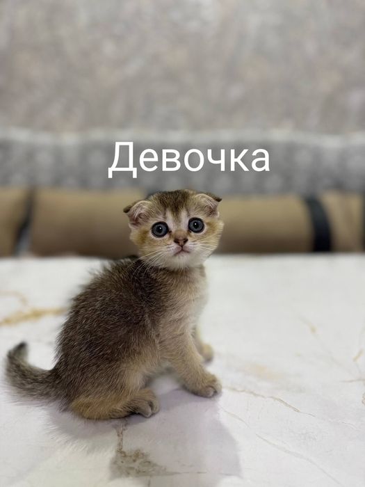 Чистокровные котёнка