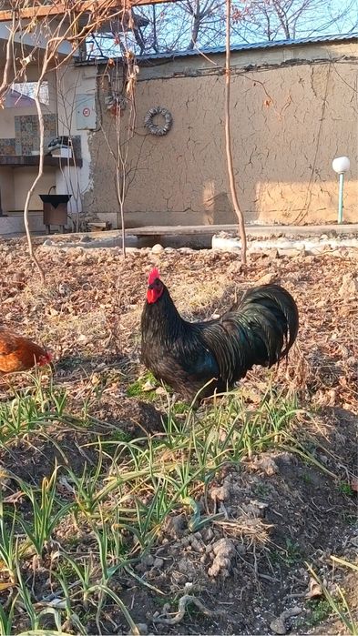 Австролоп/ Avstrolop тухумларига заказ оламиз