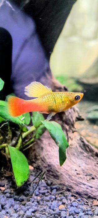 Acvariu Diversa 120 L +Stand+Pești