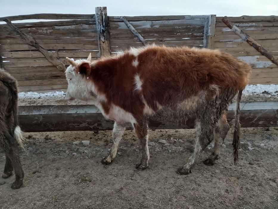 Бука кашарлар...