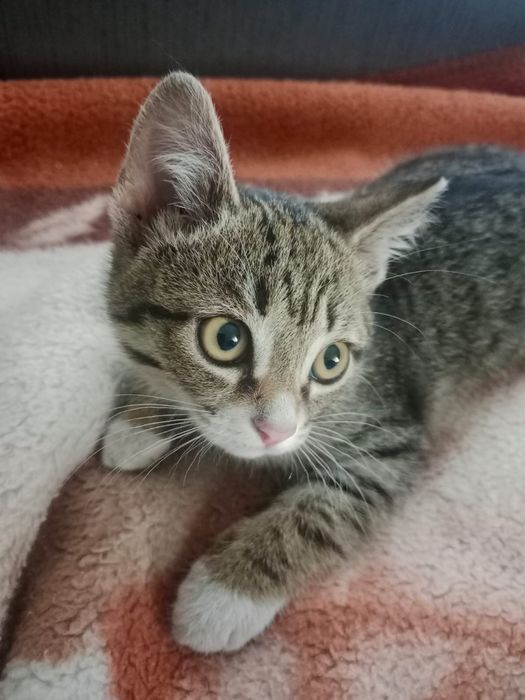 Отдам хороших котят