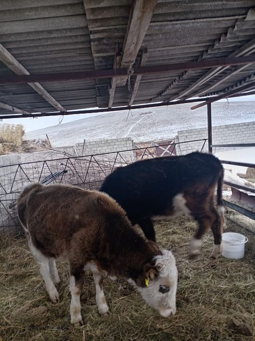 Продам быка возраст 1.5 продам тулку возраст 2 года. За двоих 940000 т