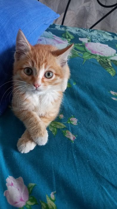 Кому рыжое счастье ?