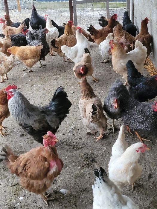 De vânzare găini și curci