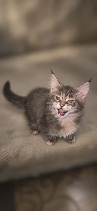 Котята мейн-кун — пушистые малыши