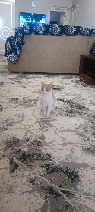 Отдам даром котят