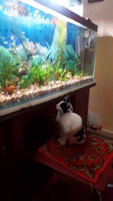 Котенок мальчик.