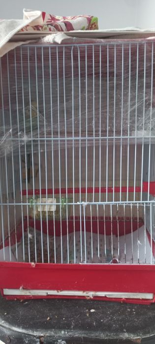 Продам попугая самец 1.5года