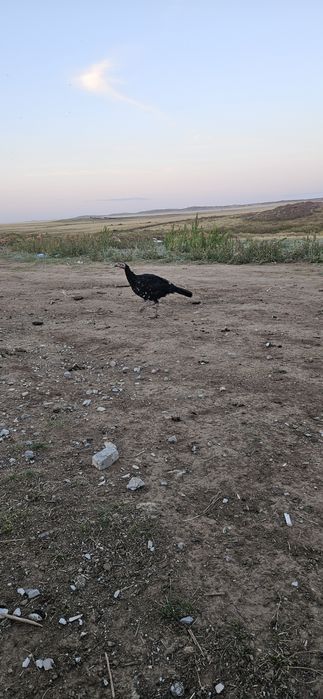 Индюки индюшата продам