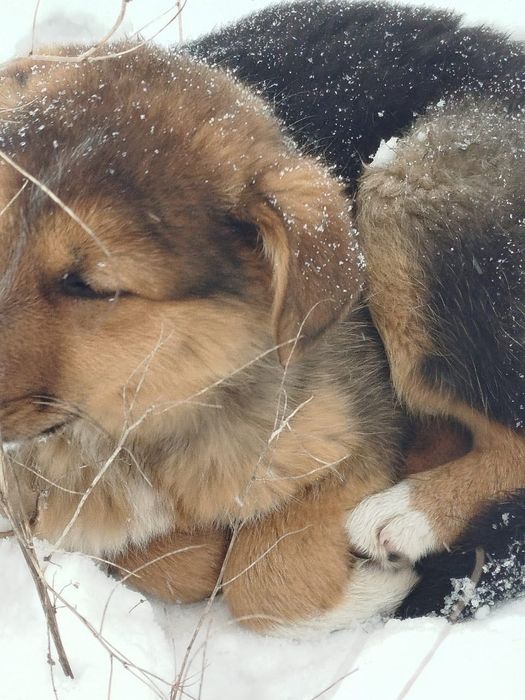 Замерзают щенки…