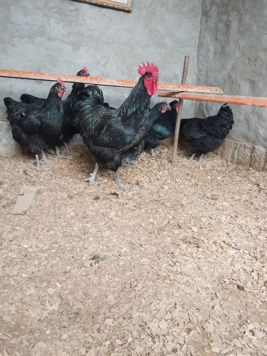 Джерси Гигант жұмыртқасы сатылады.