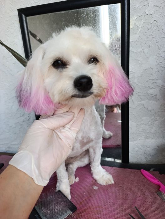 Tuns catei talie mica