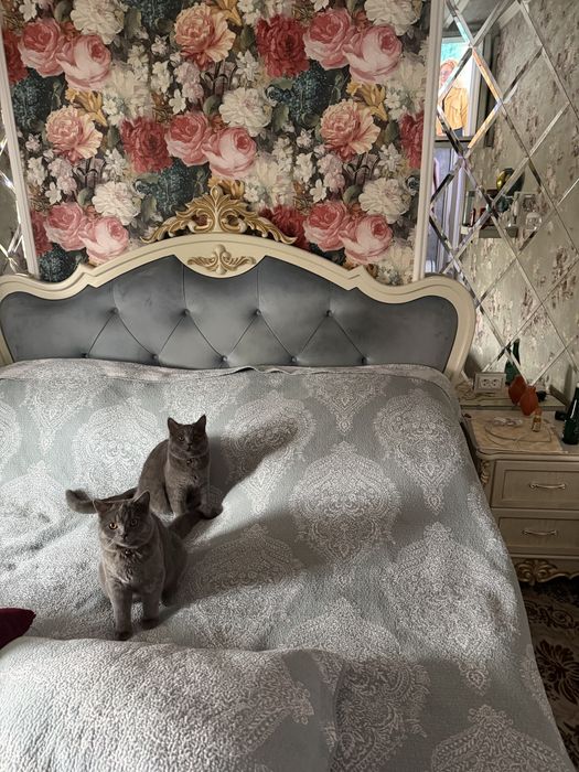 Мушук боласи сотилади