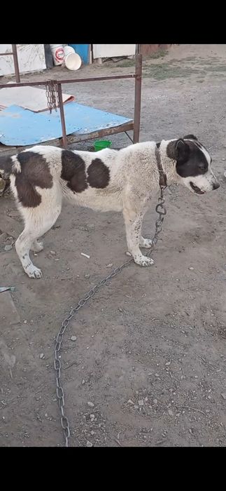 Алабай сатыладыы