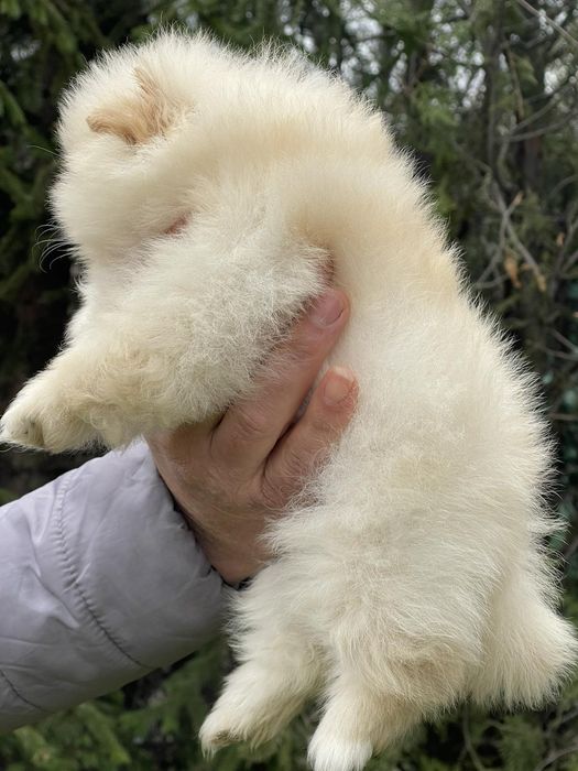 Померан померани