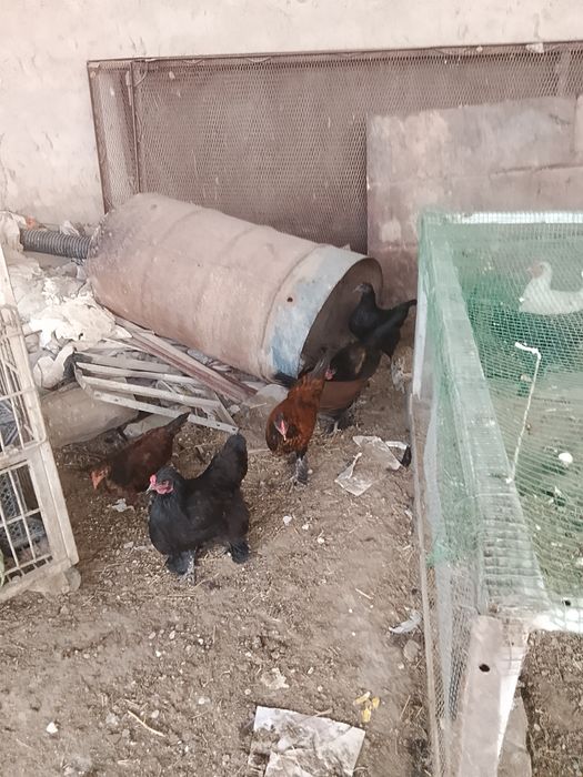 Turli turdagi tovuq va xoʻrozlar sotiladi