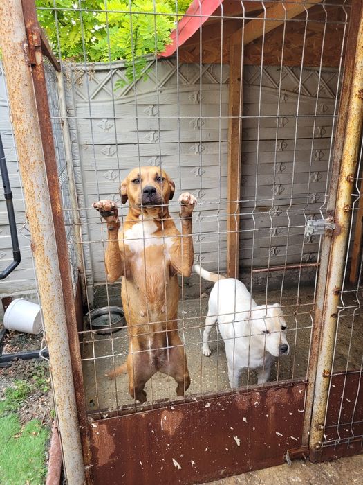 Donez 2 câini amstaff