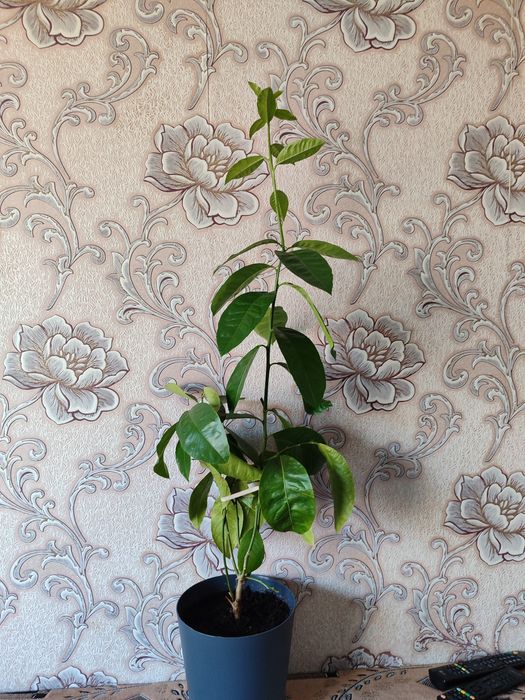 Саженец молодого лимона