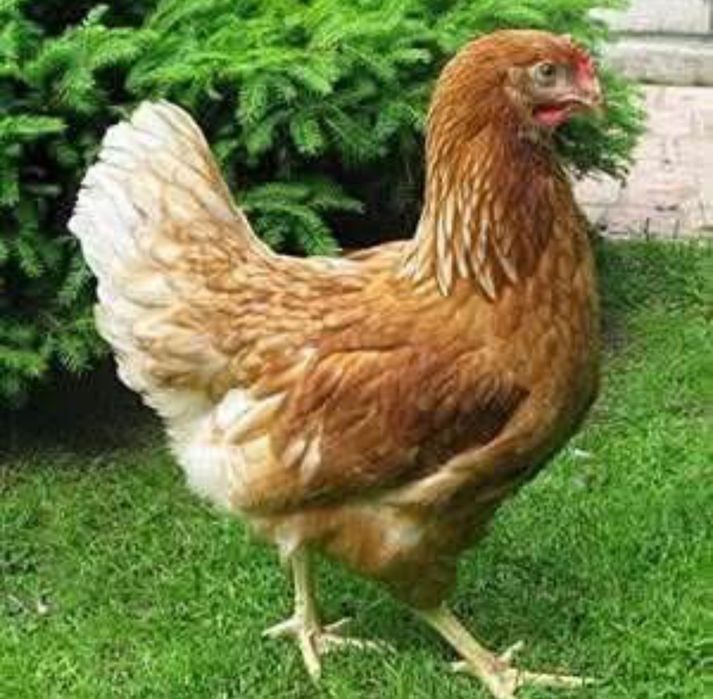 Продавам кокошки Ломан Браун