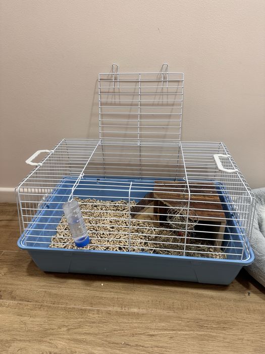 Vand Iepure pitic cap de leu