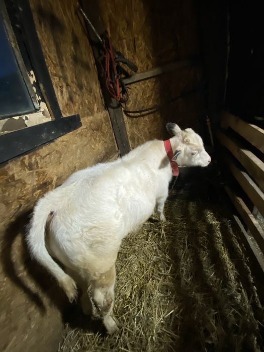 Vand tauras de 3 luni