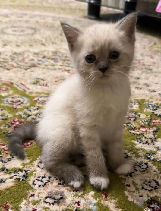 Британские котята