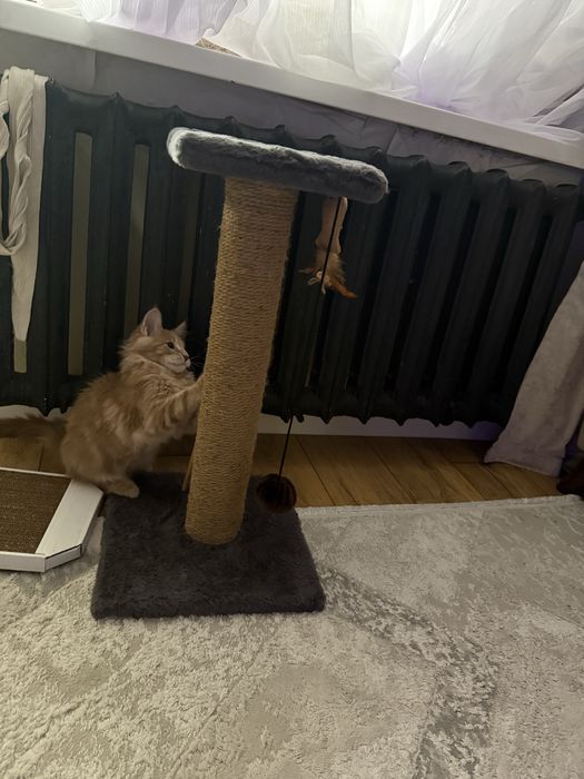 Продам котенка Мейн Кун 2.5 мес .