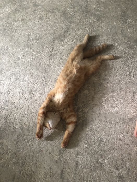 Шатланский вислоухий