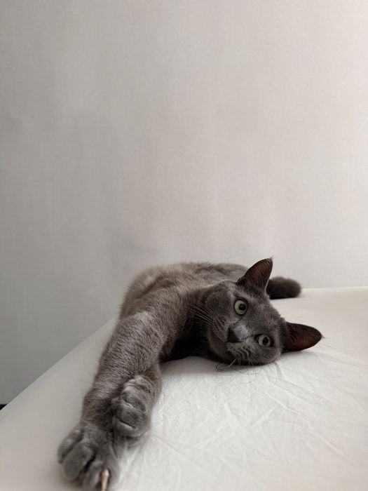 Отдаем кота в добрые руки