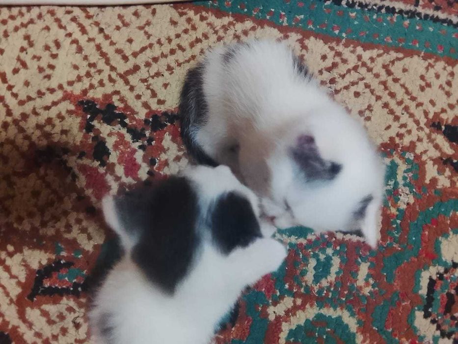 Отдам даром рукам котят