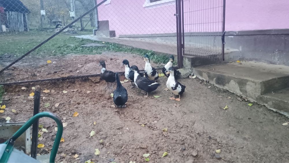 Rate de vanzare/schimb