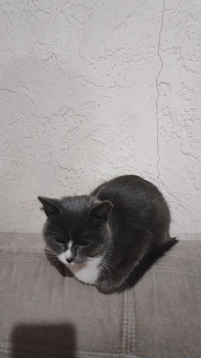 Отдам котика  возраст 4-5 месяцев.