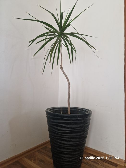 Dieffenbachia,Yucca,Palmier curmal,Tuia,Smochin