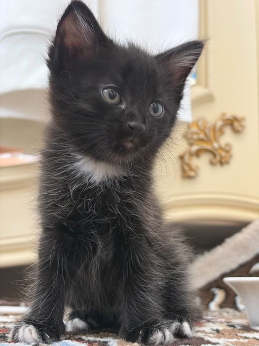 Породистые котята