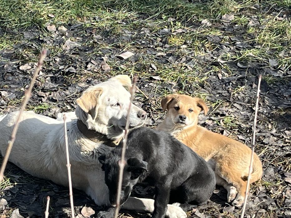 Щенки девочки милые.