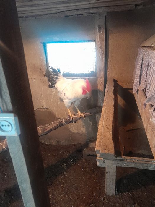 Продам питух 3000