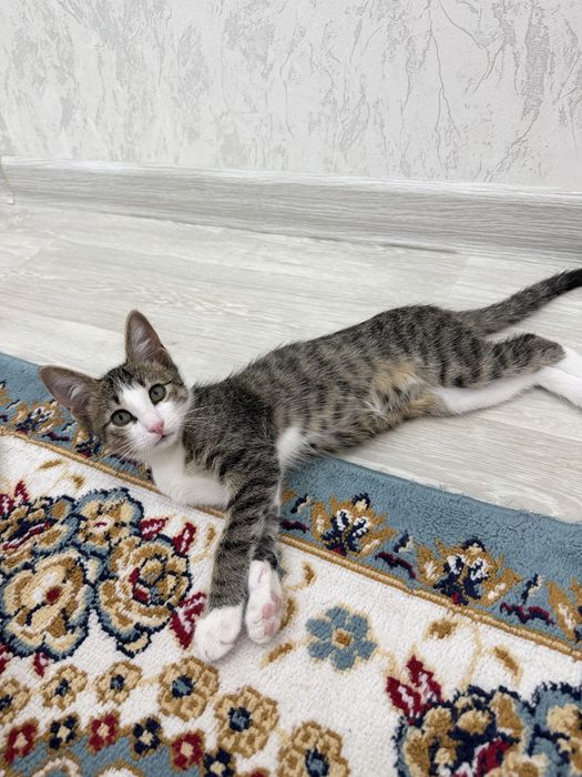 Отдам котенка в добрые руки