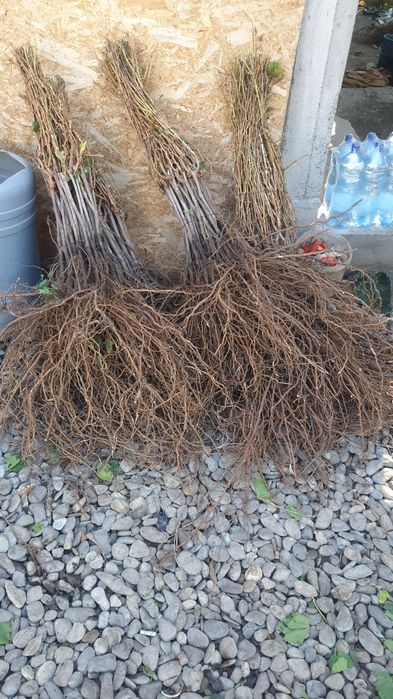 Butasi vita de vie OFERTA