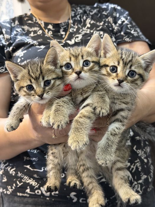 Котята британцы