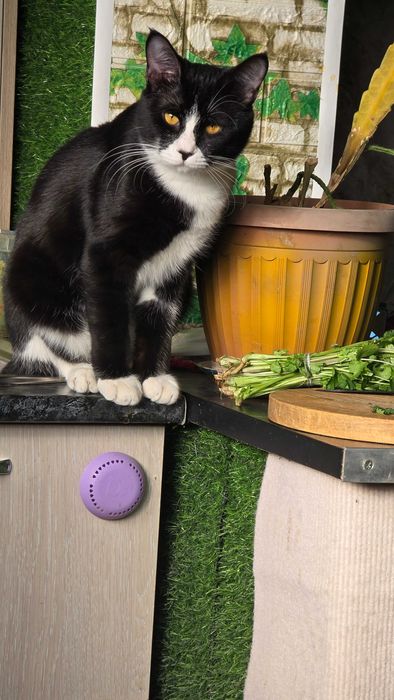 Кот, 9 месяцев,  черно белый