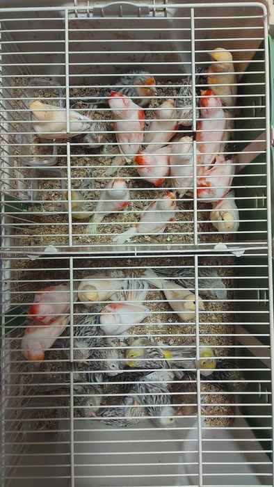 Канарчета,цветни и глостери