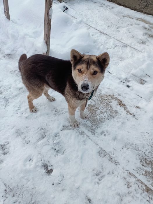 Ищет дом и любящих хозяев